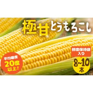 ふるさと納税 とうもろこし 愛知県 田原市  秋採れお届け 平均糖度20度以上 極甘とうもろこし 8~10本 鮮度保持袋入り 鮮度保持袋入り 8〜10本 2026年秋採れお…