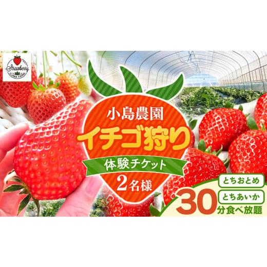 ふるさと納税 いちご 栃木県 真岡市  先行予約 小島農園いちご 狩り チケット 2名 とちおとめ ...