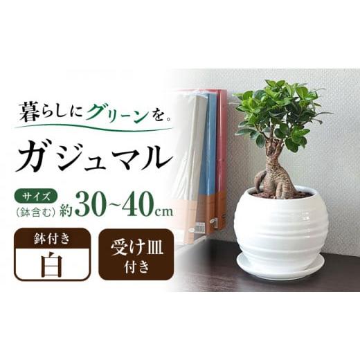 ふるさと納税 長崎県 大村市 観葉植物 ガジュマル 多幸の木 ボール形 陶器 鉢 （白） ／ 観葉 ...