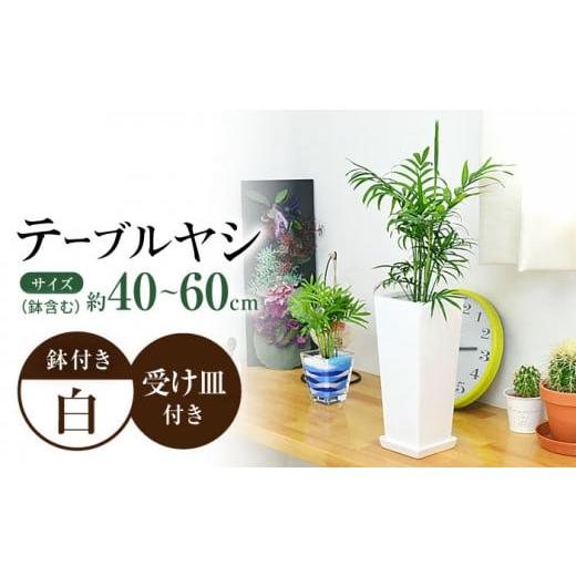ふるさと納税 花・苗木 長崎県 大村市 観葉植物 テーブルヤシ スクエア 陶器鉢 受け皿付き / 観...