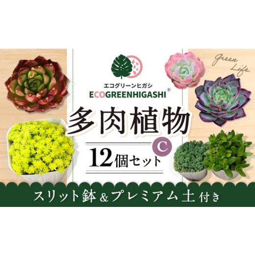 ふるさと納税 長崎県 大村市 オリジナル鉢付き！かわいい売れ筋多肉植物お届けセットC ／ 観葉植物 ...