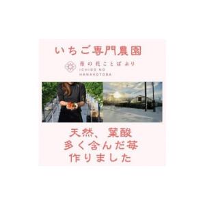 ふるさと納税 いちご 新潟県 上越市 先行予約...の詳細画像3