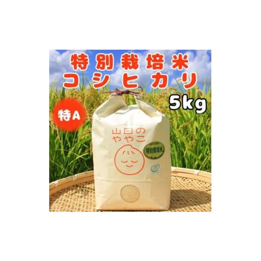 ふるさと納税 茨城県 河内町 令和5年産『山田のややこ』特別栽培米コシヒカリ(精米)5kg【1439...