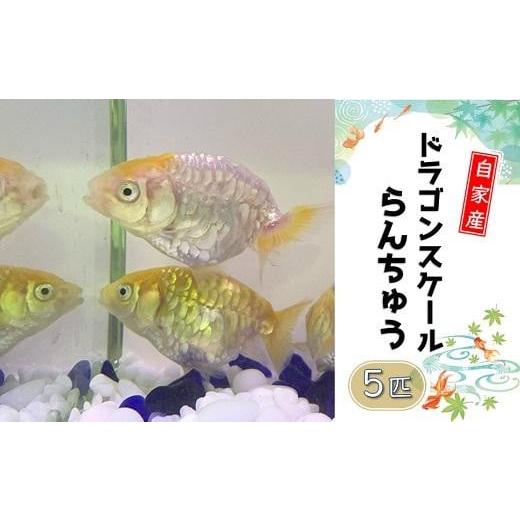 ふるさと納税 生き物 大阪府 貝塚市 国産ドラゴンスケールらんちゅう　５匹セット