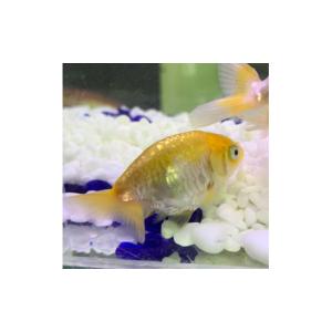 ふるさと納税 生き物 大阪府 貝塚市 国産ドラ...の詳細画像4