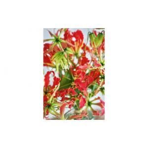 ふるさと納税 花・苗木 花束 高知県 高知市 ...の詳細画像2