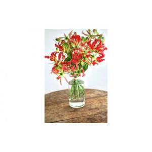 ふるさと納税 花・苗木 花束 高知県 高知市 3回定期便 生花グロリオサ花束 ブーケ 初回花瓶付 株式会社tomoni ATCG016