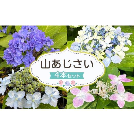 ふるさと納税 花・苗木 宮崎県 高鍋町 山あじさい 4本セット 2024年10月上旬〜2025年6...