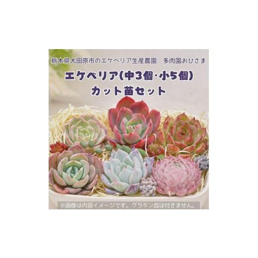 ふるさと納税 栃木県 大田原市 名無しエケベリア(中3個・小5個+セダム他)カット苗セット