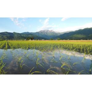 ふるさと納税 米 コシヒカリ 新潟県 南魚沼市...の詳細画像5