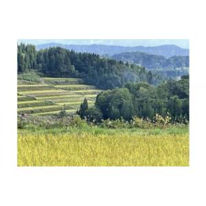 ふるさと納税 米 コシヒカリ 新潟県 十日町市...の詳細画像2