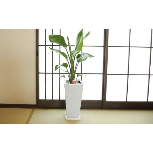 ふるさと納税 花・苗木 熊本県 熊本市 オーガスタ7号陶器スリム 白 鉢 インテリア 観葉植物 草花...