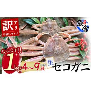 ふるさと納税 鳥取県 倉吉市 【魚倉】（生）不揃いサイ...