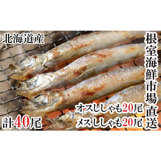 ふるさと納税 北海道 根室市 A-11231  本ししゃも(オス・メス)各20尾セット