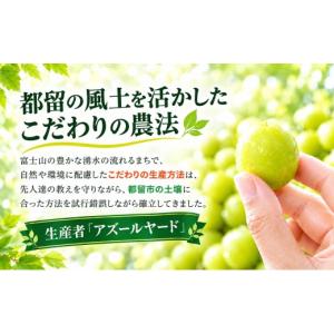 ふるさと納税 ぶどう マスカット 山梨県 都留...の詳細画像4