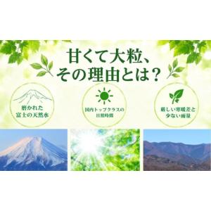 ふるさと納税 ぶどう マスカット 山梨県 都留...の詳細画像5