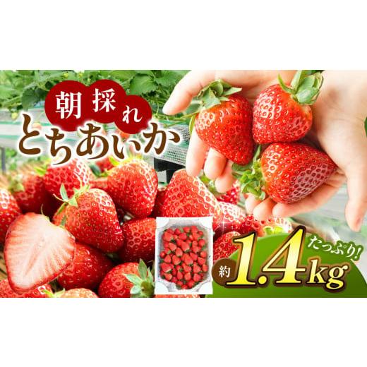 ふるさと納税 いちご 栃木県 真岡市  2026年先行予約 とちあいか たっぷり1.4kg | 完熟...