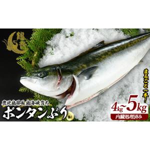 ふるさと納税 旬の鮮魚等 鹿児島県 長島町 ボンタンぶりまるごと一本(内臓処理済) ぶり 柵 刺身 ブリ 切り身 鰤 1本 鮮魚 下処理済み 鮮魚 1匹 刺身 ぶりしゃ…