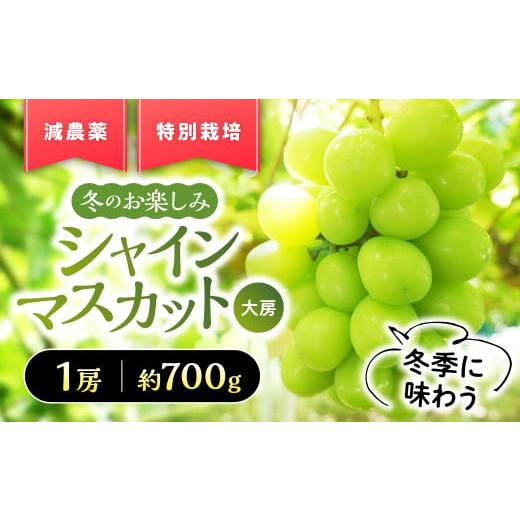 ふるさと納税 ぶどう マスカット 山梨県 甲斐市  2025年発送 『特別栽培』自然塾冬のシャインマ...