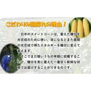 ふるさと納税 とうもろこし 宮崎県 西都市 5...の詳細画像2
