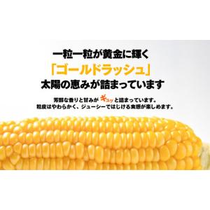 ふるさと納税 とうもろこし 宮崎県 西都市 5...の詳細画像4