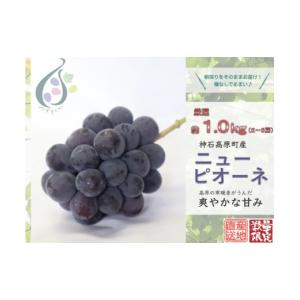 ふるさと納税 果物類 ぶどう 広島県 神石高原...の詳細画像1