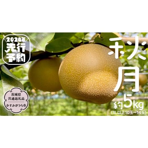 ふるさと納税 茨城県 桜川市 【 2024年 先行予約 】 秋月 梨 約 5kg 10玉〜14玉 （...