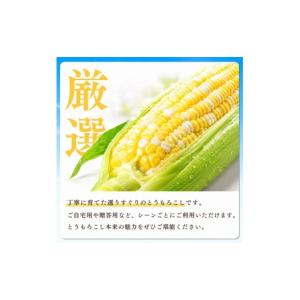 ふるさと納税 とうもろこし 静岡県 森町 とう...の詳細画像4