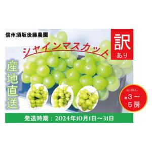 ふるさと納税 長野県 須坂市 [No.5657-3874]【先行予約】2024年発送 産地直送訳ありシャインマスカット 約1.8kg（約 3〜5房）《信州須坂後藤農園》■2024年発…