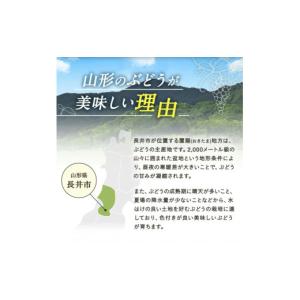 ふるさと納税 ぶどう マスカット 山形県 長井...の詳細画像5
