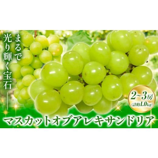 ふるさと納税 ぶどう マスカット 岡山県 浅口市  先行予約 秋の マスカットオブアレキサンドリア ...
