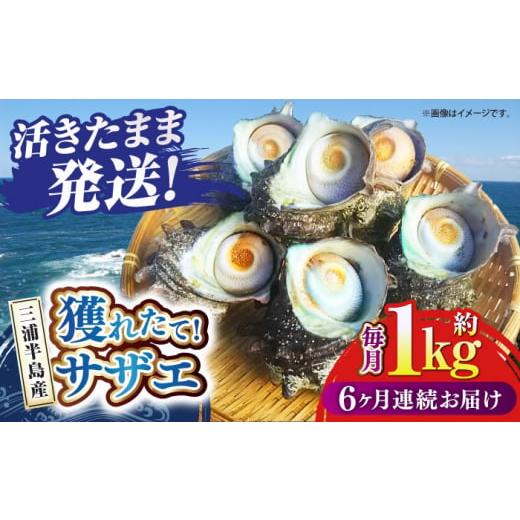 ふるさと納税 神奈川県 横須賀市 定期便 6ヶ月 サザエ 1.0kg 6〜10個 三浦半島 さざえ ...