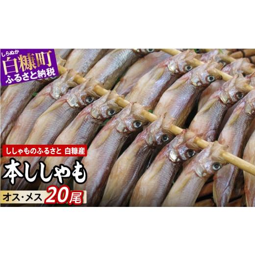 ふるさと納税 北海道 白糠町 しらぬか産 本ししゃも 20尾 オスメス 各10尾 ししゃも シシャモ...