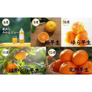 ふるさと納税 果物類 みかん 和歌山県 海南市...の詳細画像3
