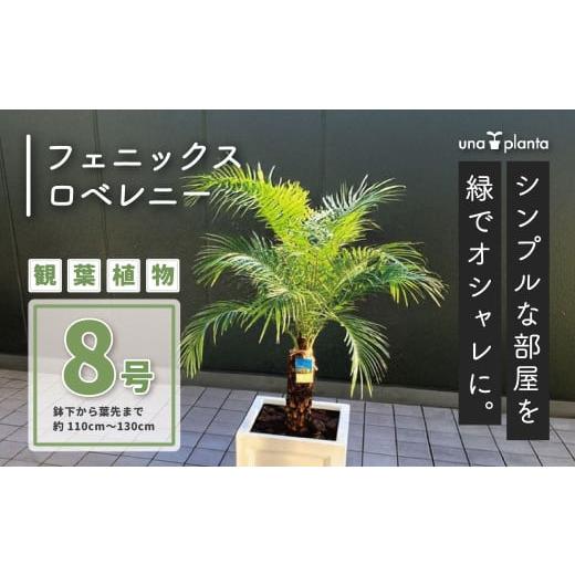 ふるさと納税 雑貨・日用品 苗木 神奈川県 秦野市 観葉植物 フェニックスロベレニー ロベ 8号（鉢...