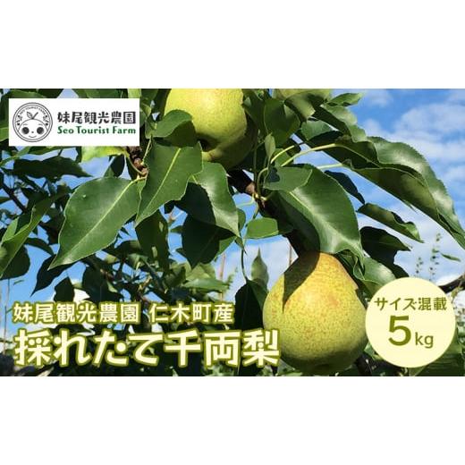 ふるさと納税 北海道 仁木町 【先行受付／2024年9月出荷開始】仁木町の採れたて「千両梨」5kg［...