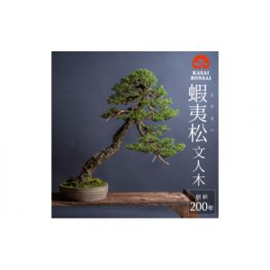 ふるさと納税 花・苗木 盆栽 兵庫県 加西市 盆...の商品画像
