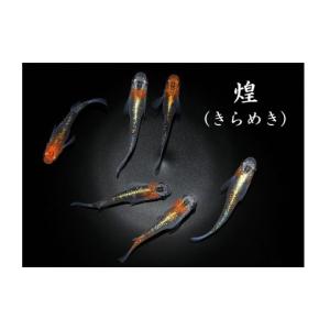 ふるさと納税 生き物 埼玉県 富士見市 メダカ...の詳細画像1
