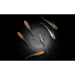 ふるさと納税 生き物 埼玉県 富士見市 015...の詳細画像2