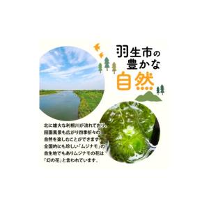 ふるさと納税 花・苗木 盆栽 埼玉県 羽生市 ...の詳細画像4
