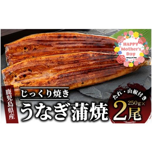 ふるさと納税 鹿児島県 指宿市 【母の日ギフト】【鹿児島県産】うなぎ蒲焼じっくり焼き約250g×2尾...