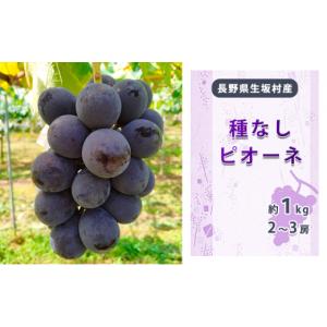ふるさと納税 果物類 ぶどう 長野県 生坂村 2026年先行予約 ピオーネ 800g〜1kg （2房〜3房）種なし ぶどう 信州直送 | 長野県産 ブドウ 種無し 葡萄 | 令和8…
