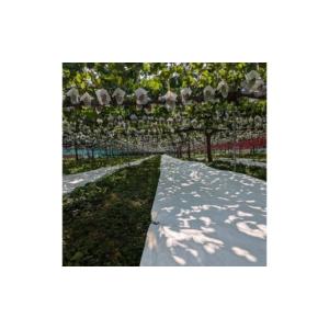 ふるさと納税 果物類 ぶどう 長野県 生坂村 ...の詳細画像4