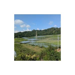 ふるさと納税 果物類 ぶどう 長野県 生坂村 ...の詳細画像5