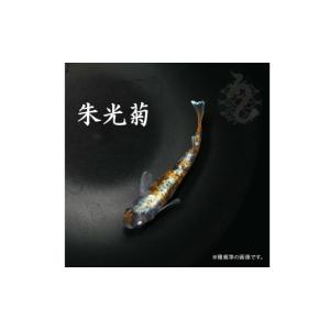 ふるさと納税 生き物 埼玉県 富士見市 020...の詳細画像1