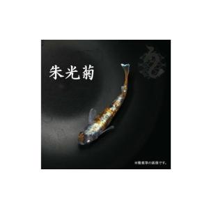 ふるさと納税 生き物 埼玉県 富士見市 メダカ...の詳細画像1