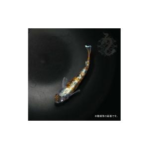ふるさと納税 生き物 埼玉県 富士見市 メダカ...の詳細画像2