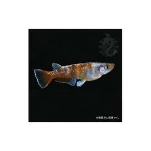 ふるさと納税 生き物 埼玉県 富士見市 020...の詳細画像4