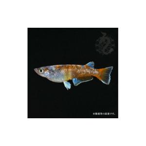 ふるさと納税 生き物 埼玉県 富士見市 020...の詳細画像5