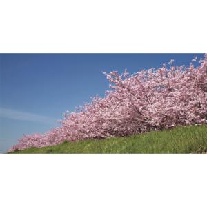 ふるさと納税 織物・繊維品 栃木県 小山市 本...の詳細画像5